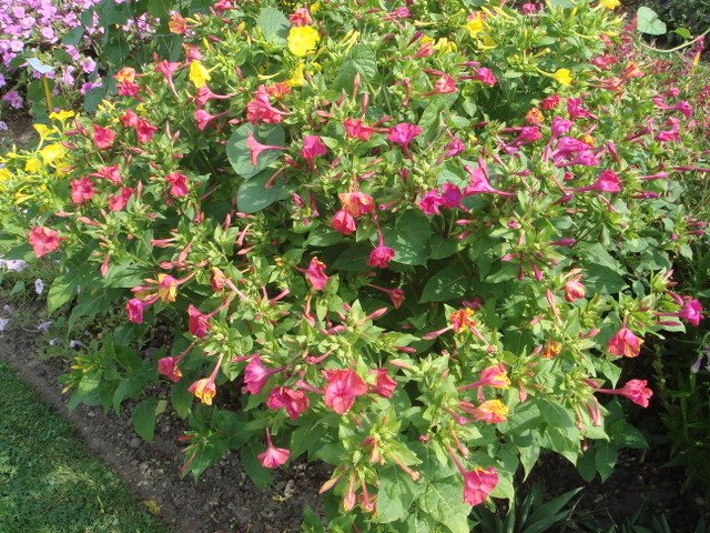 Mirabilis jalapa 'blanc creme'